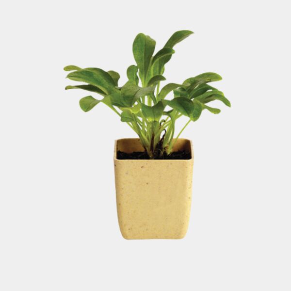 Flower Pot Set With Marigold Seeds Thumbnail